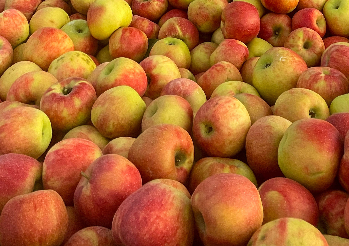 Honeycrisp