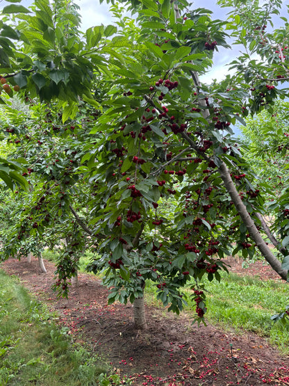 Red Sweet Cherries