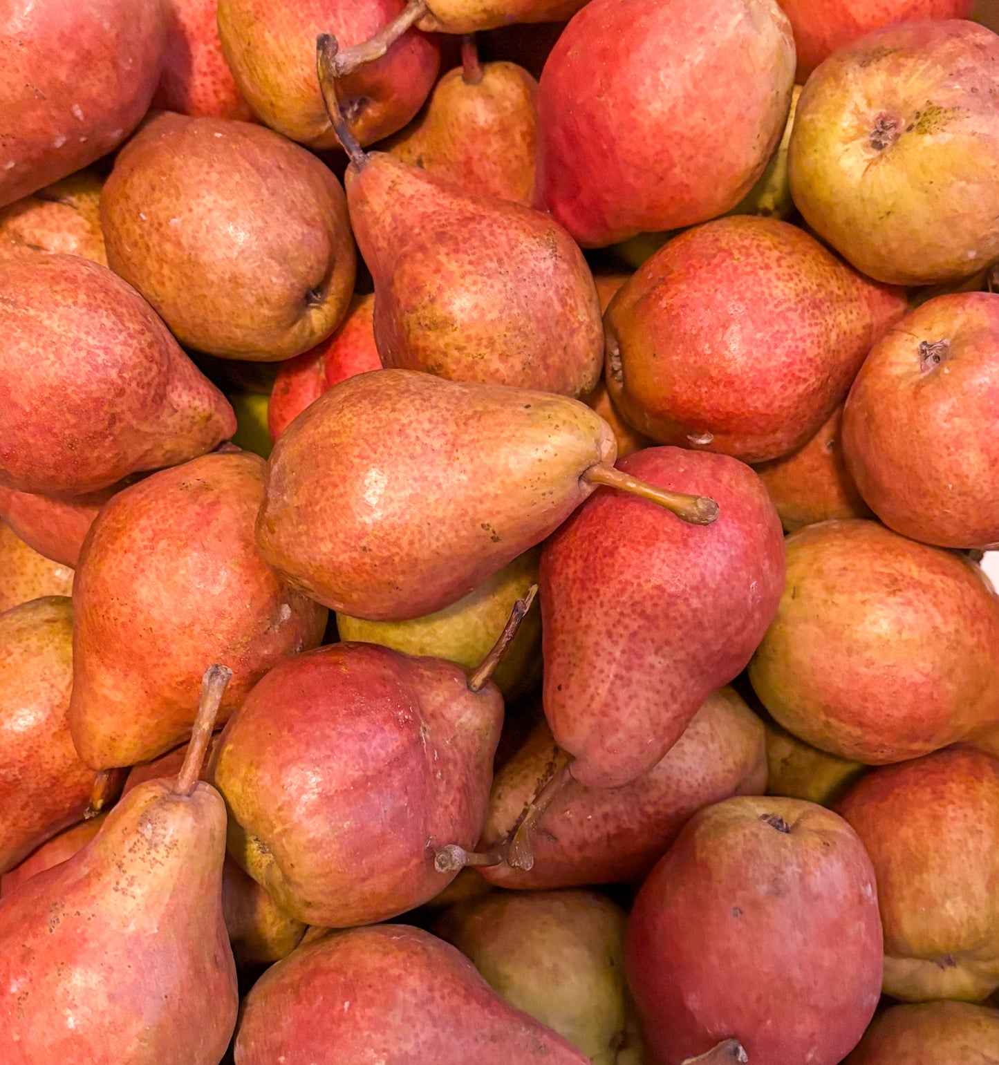 Red Bartlett Pears