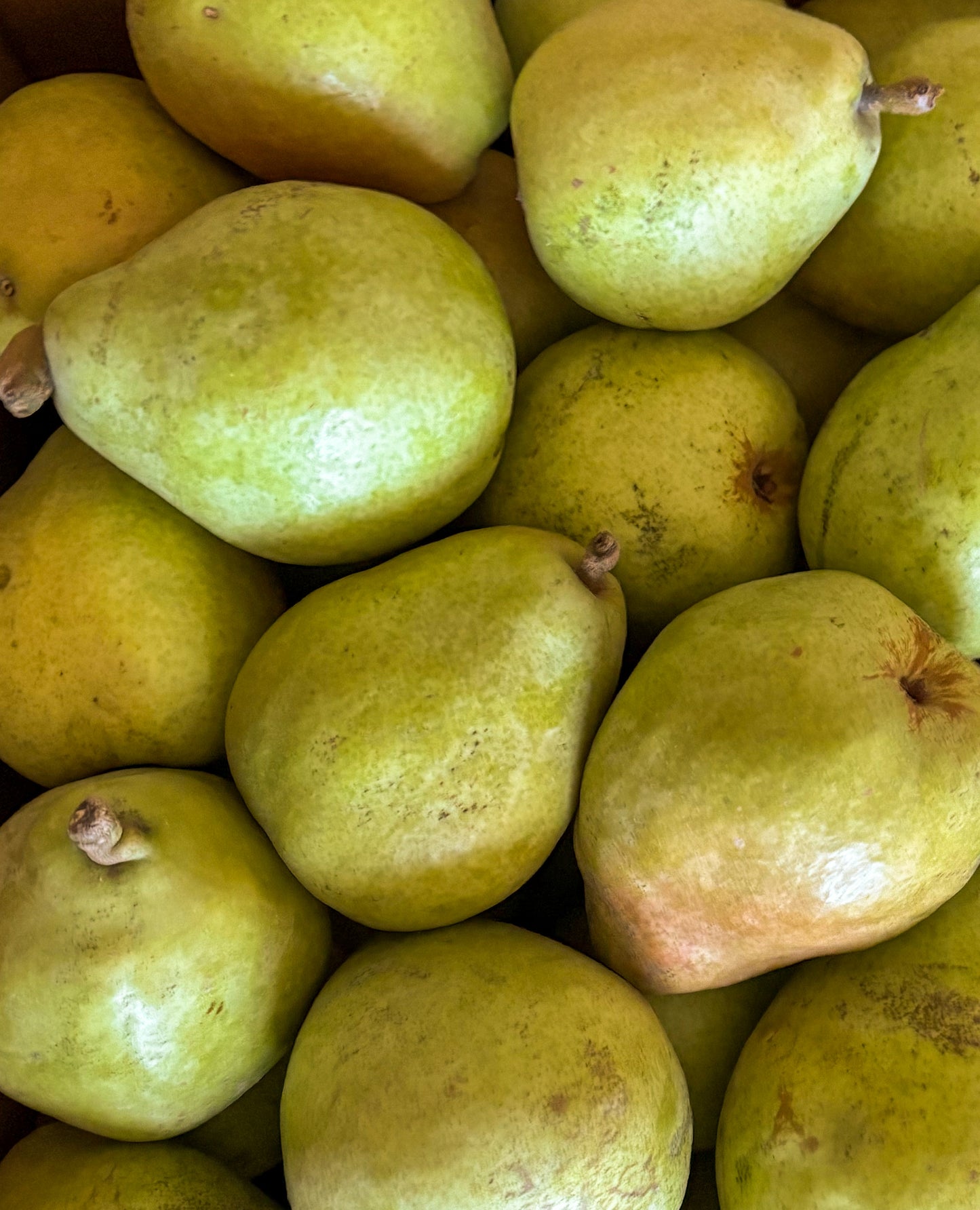 D’Anjou Pears